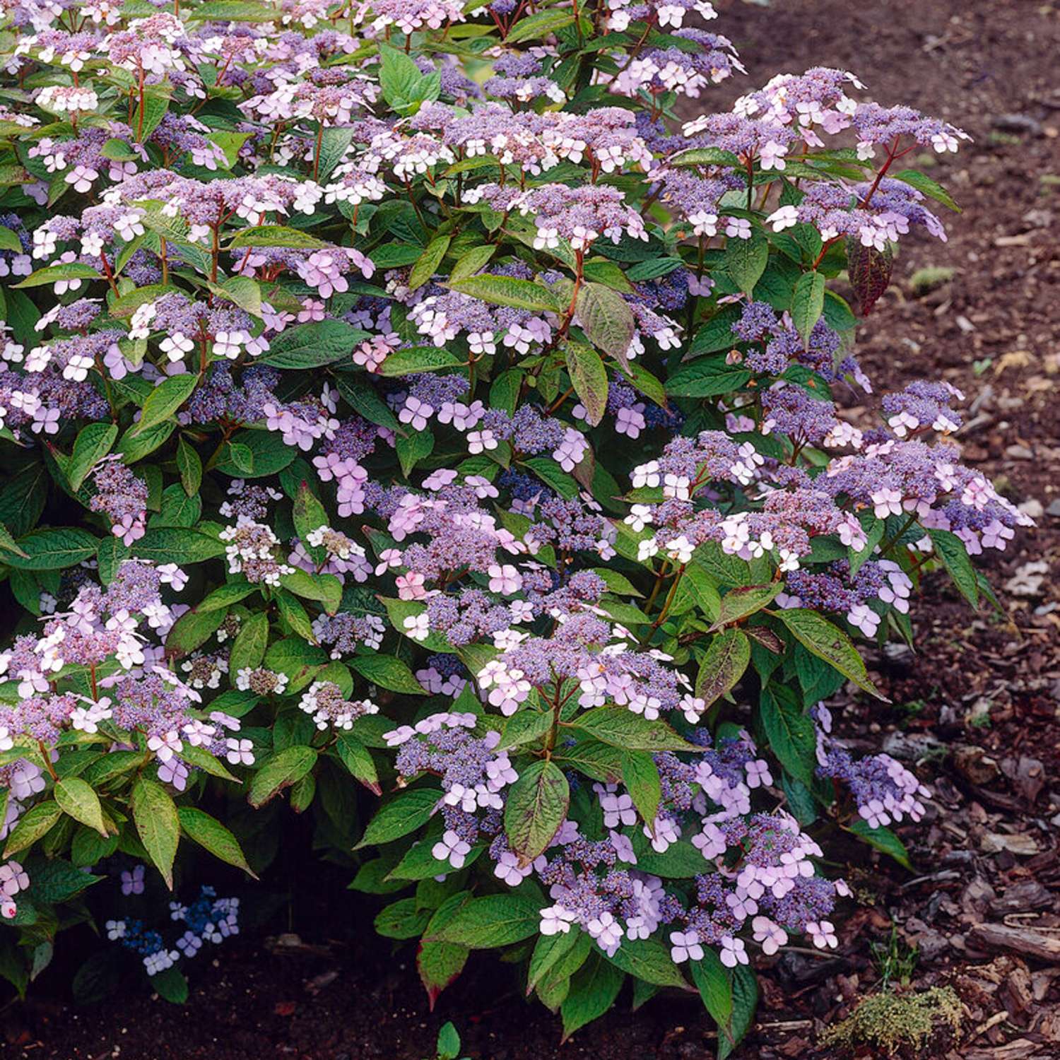Hortensia 'Bluebird'